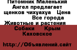Питомник Маленький Ангел предлагает щенков чихуахуа › Цена ­ 10 000 - Все города Животные и растения » Собаки   . Крым,Каховское